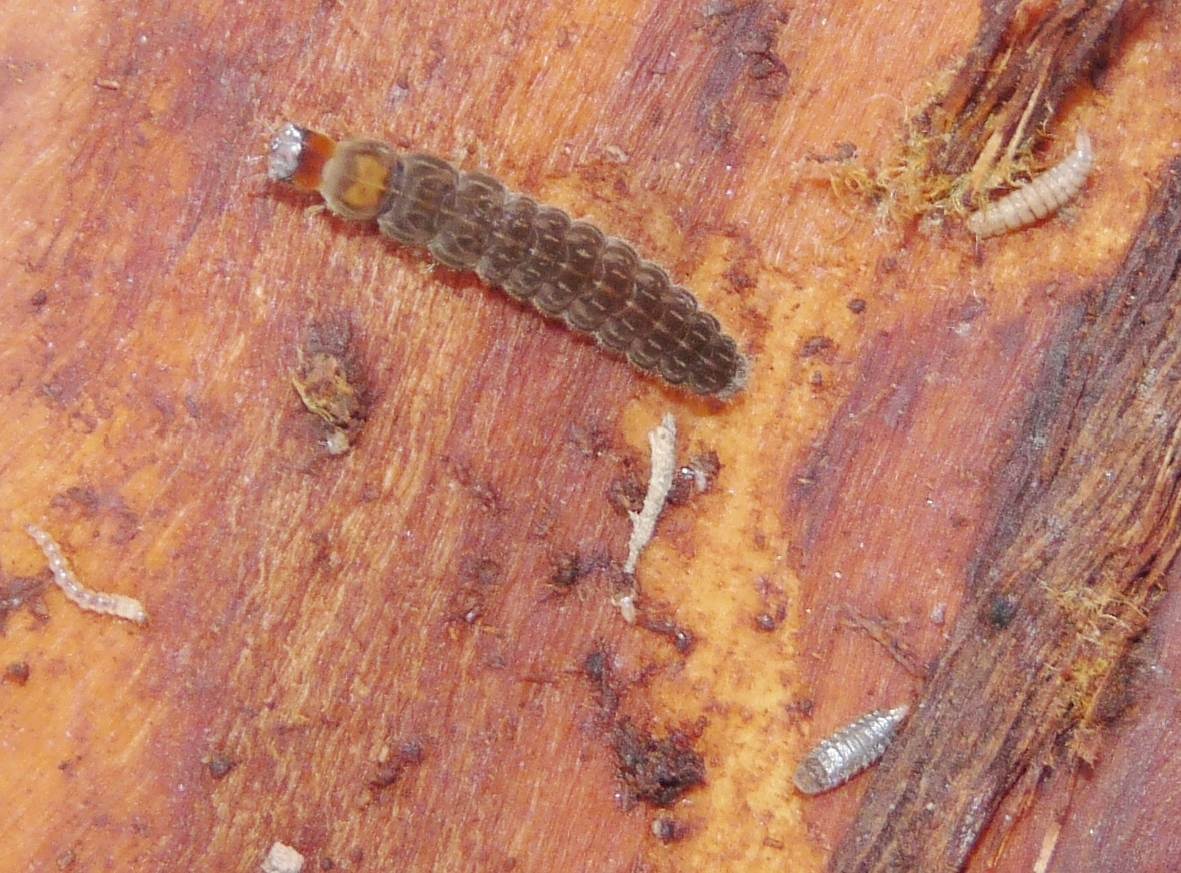 Larva di Cantharidae con prede (larve di dittero)